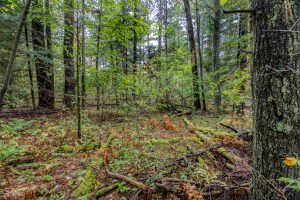 Loon Lake Rd, , Eagle River,  WI 54521 United States