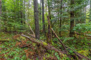 Loon Lake Rd, , Eagle River,  WI 54521 United States