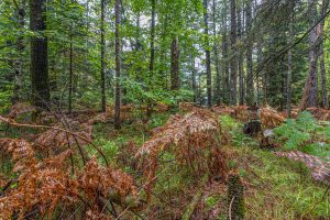 Loon Lake Rd, , Eagle River,  WI 54521 United States
