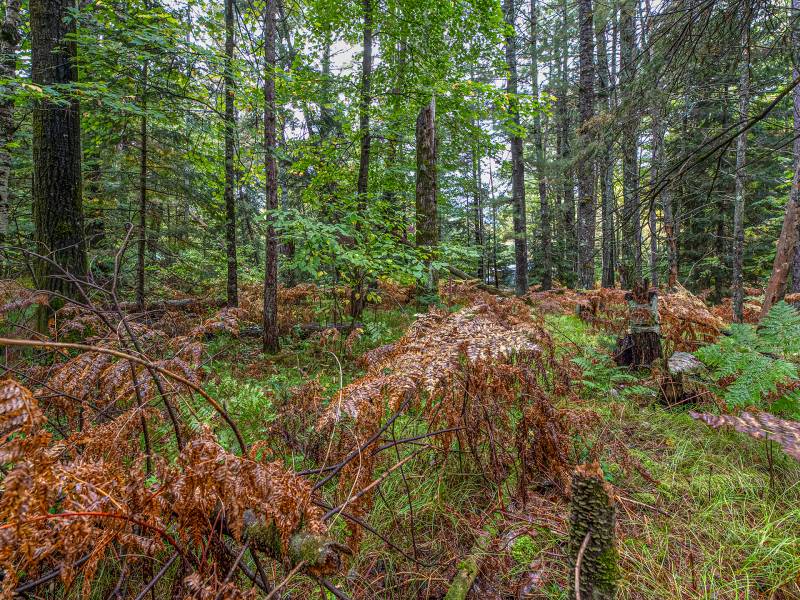 Loon Lake Rd, , Eagle River,  WI 54521 United States