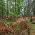 Loon Lake Rd, , Eagle River,  WI 54521 United States