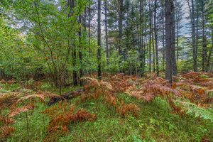 Loon Lake Rd, , Eagle River,  WI 54521 United States
