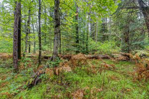 Loon Lake Rd, , Eagle River,  WI 54521 United States