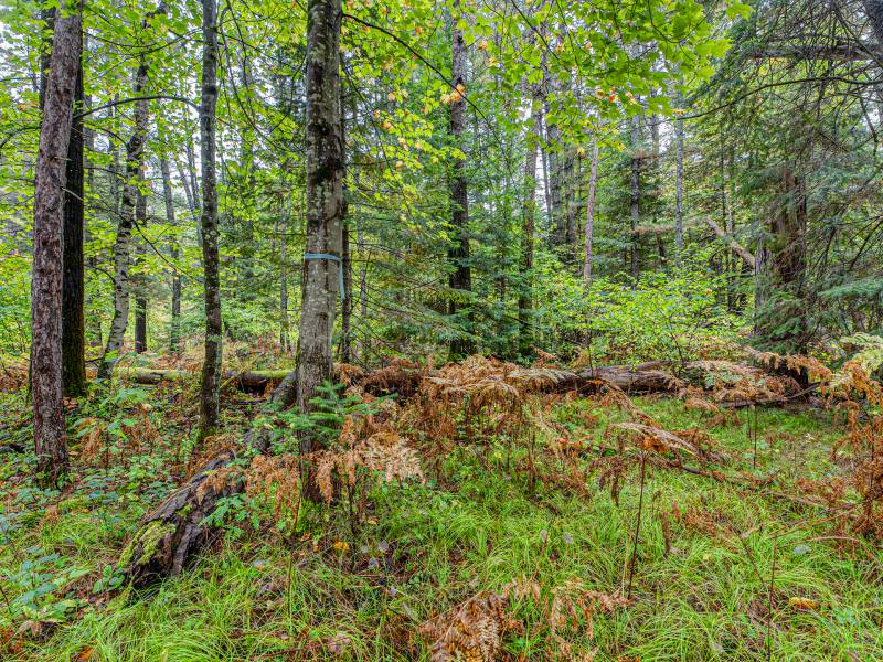 Loon Lake Rd, , Eagle River,  WI 54521 United States