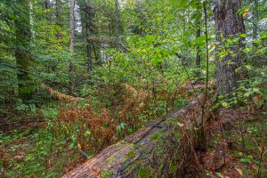 Loon Lake Rd, , Eagle River,  WI 54521 United States