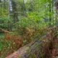 Loon Lake Rd, , Eagle River,  WI 54521 United States