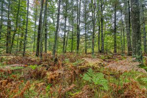 Loon Lake Rd, , Eagle River,  WI 54521 United States