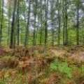 Loon Lake Rd, , Eagle River,  WI 54521 United States