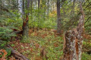 Loon Lake Rd, , Eagle River,  WI 54521 United States