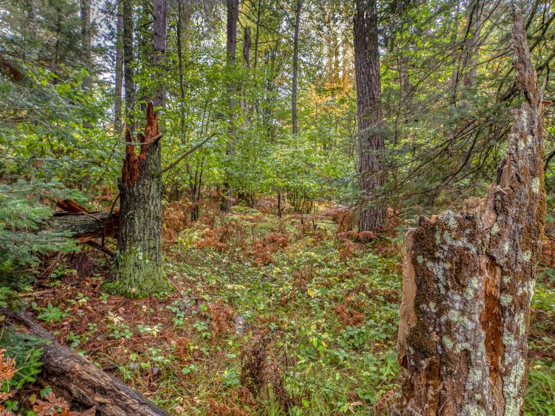 Loon Lake Rd, , Eagle River,  WI 54521 United States