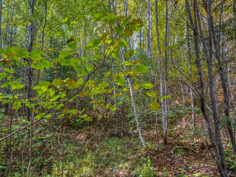10a Off Turtle Lake Rd, , Winchester,  WI 54557 United States