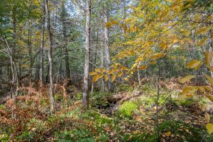 10a Off Turtle Lake Rd, , Winchester,  WI 54557 United States