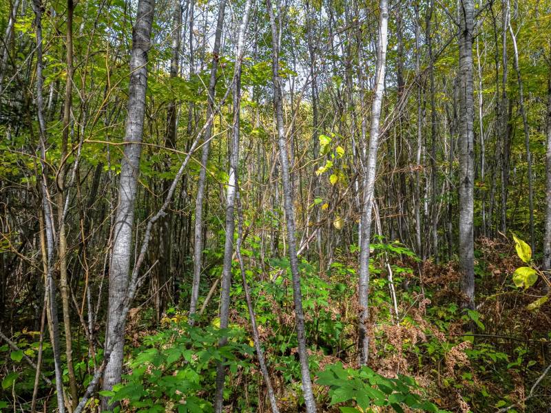 10a Off Turtle Lake Rd, , Winchester,  WI 54557 United States