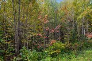 10a Off Turtle Lake Rd, , Winchester,  WI 54557 United States