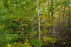 10a Off Turtle Lake Rd, , Winchester,  WI 54557 United States