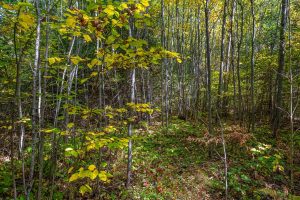 10a Off Turtle Lake Rd, , Winchester,  WI 54557 United States