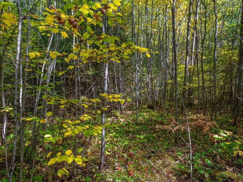 10a Off Turtle Lake Rd, , Winchester,  WI 54557 United States