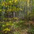 10a Off Turtle Lake Rd, , Winchester,  WI 54557 United States