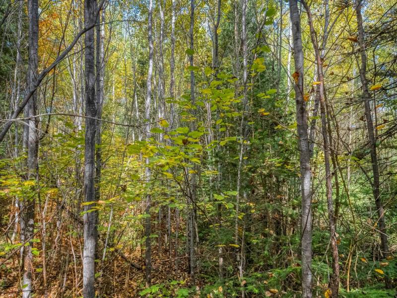 10a Off Turtle Lake Rd, , Winchester,  WI 54557 United States