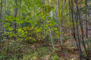 10a Off Turtle Lake Rd, , Winchester,  WI 54557 United States