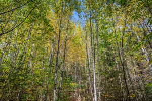 10a Off Turtle Lake Rd, , Winchester,  WI 54557 United States