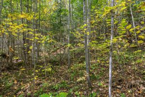 10a Off Turtle Lake Rd, , Winchester,  WI 54557 United States