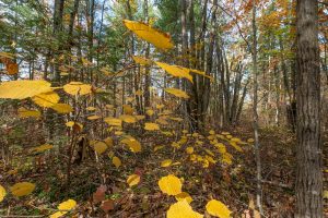 16 Blue Sky Ln, , Lac du Flambeau,  WI 54538 45.9095571,-89.9021703