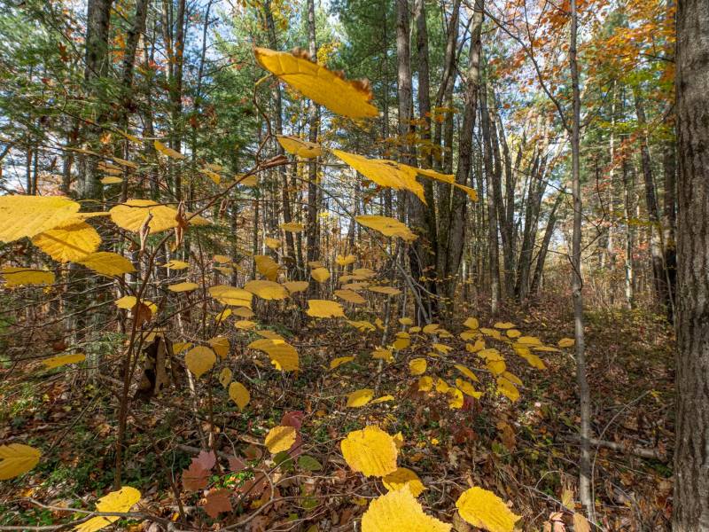 16 Blue Sky Ln, , Lac du Flambeau,  WI 54538 45.9095571,-89.9021703