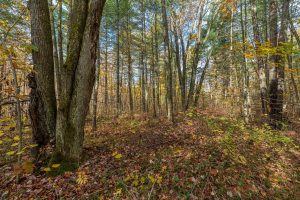 16 Blue Sky Ln, , Lac du Flambeau,  WI 54538 45.9095571,-89.9021703