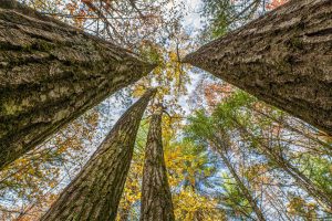 16 Blue Sky Ln, , Lac du Flambeau,  WI 54538 45.9095571,-89.9021703