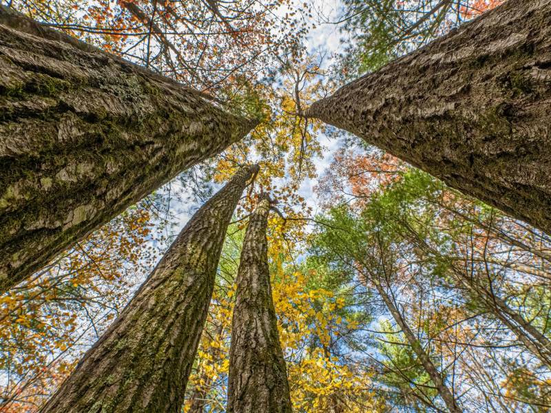 16 Blue Sky Ln, , Lac du Flambeau,  WI 54538 45.9095571,-89.9021703