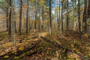 16 Blue Sky Ln, , Lac du Flambeau,  WI 54538 45.9095571,-89.9021703