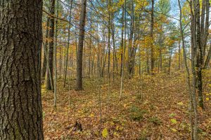 16 Blue Sky Ln, , Lac du Flambeau,  WI 54538 45.9095571,-89.9021703