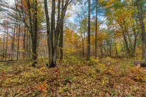 16 Blue Sky Ln, , Lac du Flambeau,  WI 54538 45.9095571,-89.9021703