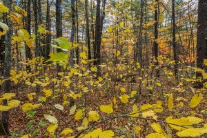 16 Blue Sky Ln, , Lac du Flambeau,  WI 54538 45.9095571,-89.9021703