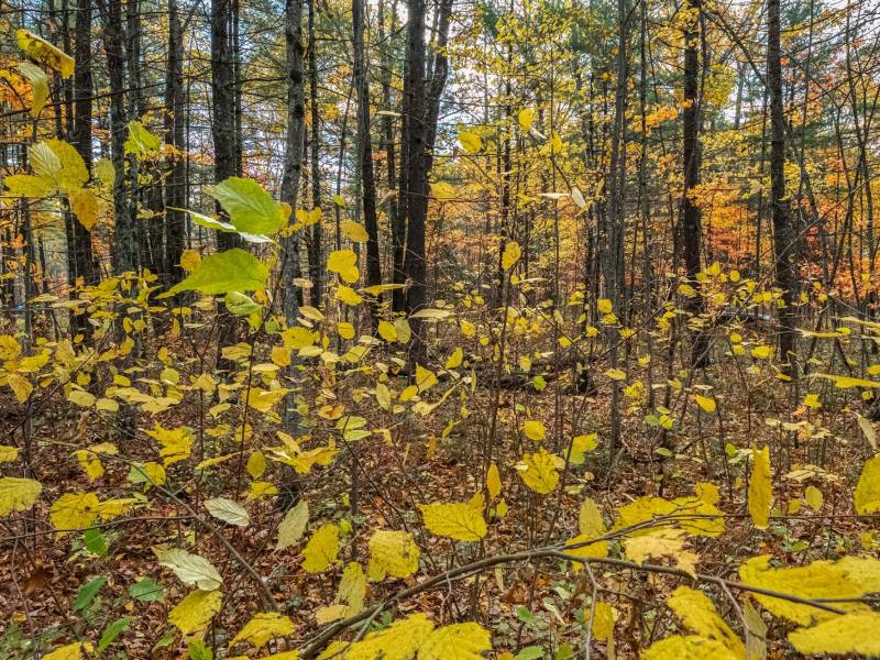 16 Blue Sky Ln, , Lac du Flambeau,  WI 54538 45.9095571,-89.9021703