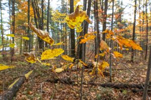 16 Blue Sky Ln, , Lac du Flambeau,  WI 54538 45.9095571,-89.9021703