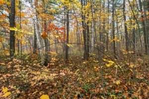 16 Blue Sky Ln, , Lac du Flambeau,  WI 54538 45.9095571,-89.9021703