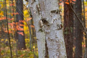 16 Blue Sky Ln, , Lac du Flambeau,  WI 54538 45.9095571,-89.9021703