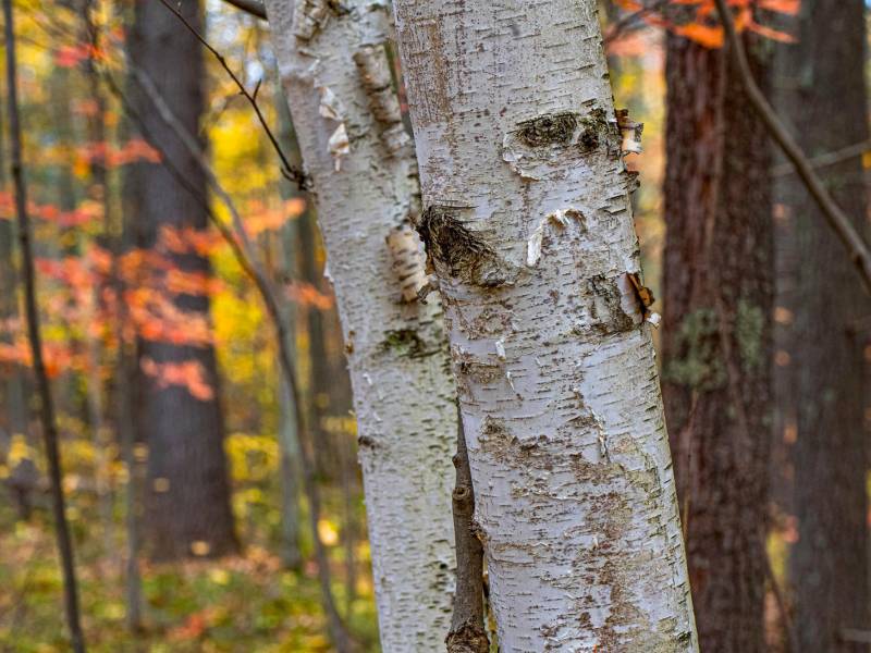 16 Blue Sky Ln, , Lac du Flambeau,  WI 54538 45.9095571,-89.9021703