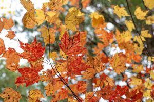 16 Blue Sky Ln, , Lac du Flambeau,  WI 54538 45.9095571,-89.9021703