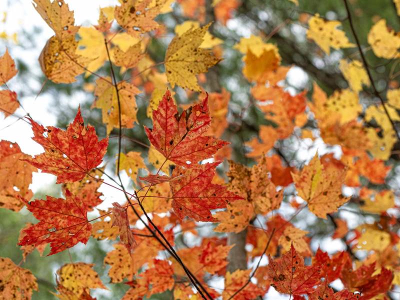 16 Blue Sky Ln, , Lac du Flambeau,  WI 54538 45.9095571,-89.9021703