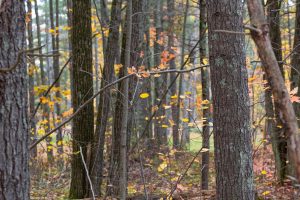 16 Blue Sky Ln, , Lac du Flambeau,  WI 54538 45.9095571,-89.9021703