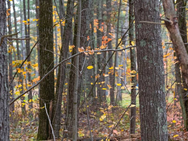 16 Blue Sky Ln, , Lac du Flambeau,  WI 54538 45.9095571,-89.9021703