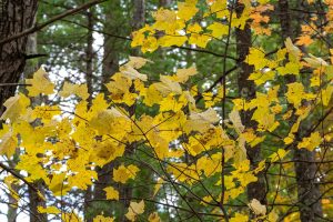 16 Blue Sky Ln, , Lac du Flambeau,  WI 54538 45.9095571,-89.9021703