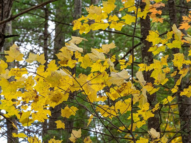 16 Blue Sky Ln, , Lac du Flambeau,  WI 54538 45.9095571,-89.9021703