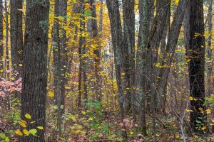 16 Blue Sky Ln, , Lac du Flambeau,  WI 54538 45.9095571,-89.9021703