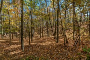 2973 Pine Island Lake Rd, , Coniover,  WI 54519 United States