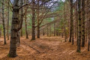 4663 Dyer Rd, , Eagle River,  WI 54521 United States