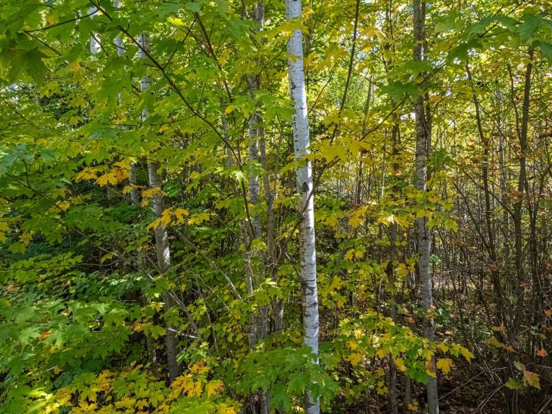 N5 Off Turtle Lake Rd, , Winchester,  WI 54557 United States